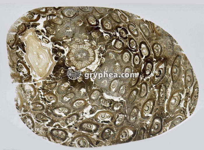 Racine de fougère fossilisée (Osmunda iliaensis) CT x2,5 - gryphea.com